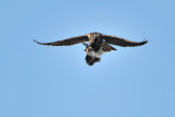 Peregrine Falcon killing Blacksmith Plover in-flight