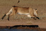Lion Jumping