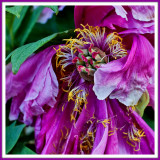 The Floral Queens Bad Hair Day.