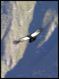 Colca canyon - condor 1