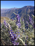 Colca canyon - lupins