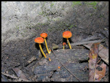 Jungle fungi 11