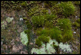 Mossy rock, Ferny Glade