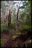 Sealers Cove walking track