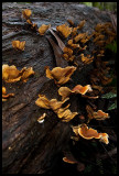 Stereum ostrea 1
