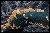Stereum ostrea 2