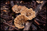 Cymatoderma elegans