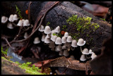 Coprinellus disseminatus