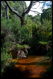 Black Fish Creek