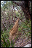 Termite mound on Refuge Cove track