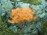 Balise ou lichen ? Sur le Tra Mare et Monti, prs de Cargse.