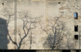 Les arbres font de lombre au chateau de versailles.