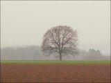 Arbre, cerveau de la nature.