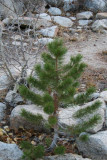 Nice little pine tree,wonder what his age is.???