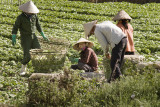 da lat, field workers