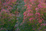 Monet-TypeColorsFall2009.JPG