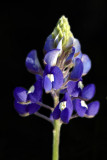 Bluebonnet9473.jpg