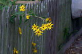 Wildflower 4672