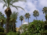 Palm trees in Alanya