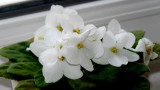 AFRICAN VIOLET 3