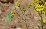 COMMON BRIMSTONE