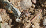 NORTHERN DUNE TIGER BEETLE