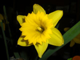 NARCISSUS 1