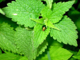 SO PRETTY ON THE LEAF