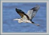 Heron Flight