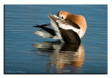 Avocet Preening.jpg