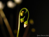 Drosera rupicola ( green form )