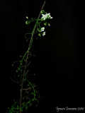 Drosera pallida “Type,northern woodlands form”