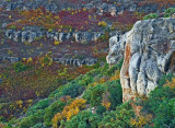 Powell Plateau Autumn Abstract