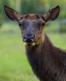 Elkwood Elk 9591