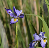 Purple Iris 1257.jpg