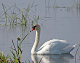 Swan 1259