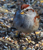 Sparrow 2761.jpg
