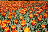 Tulip Bed 9850.jpg