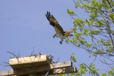 Osprey Landing 9918.jpg