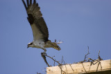 Osprey leaves with Fish 9921.jpg