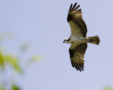 Osprey in Flight