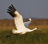 W Crane 2 7279