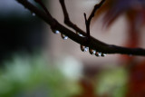 IMG_2694new.JPG