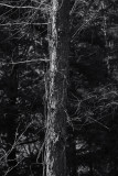 IMG_4414new.JPG