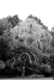 IMG_8155new.JPG
