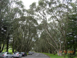 Cornwall Park, Auckland
