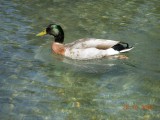 Duck at Queenstown Gardens, Queenstown