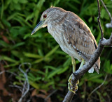 Juvenile Black Crowned Night Heron (Nycticorax nycticorax) 4