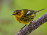 Cape May Warbler 3