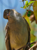 Caribbean Elaenia (Elaenia martinica)? 4